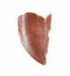 Serrated, Raptor Tooth - Morocco #60002-1